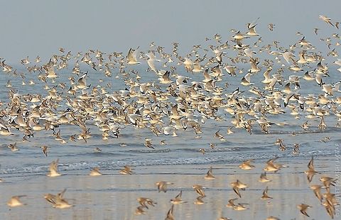 Count if you can... Apart from lesser sand plovers.. there are brown headed as well as black headed gulls, terns, turnstones etc etc.. 70-300,Charadrius mongolus,Geotagged,India,Lesser sand plover,Winter,alibag,alibaug,asia,avifauna,bird,birding,birds,d5200,incredibleindia,india,maharashtra,nikon,nikond5200,raigad