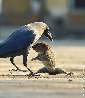 Please show some mercy.. Shot from my backyard.. When this crow was tossing its prey.. 
Missed one another frame.. Where i could've got the frame in which this mouse was in the air and its one limb in the beak of the crow..

Overall RAW nature.. Survival of the fittest explained.. Corvus splendens,Geotagged,House Crow,India,Wild,Winter,moments,nature,wildlife
