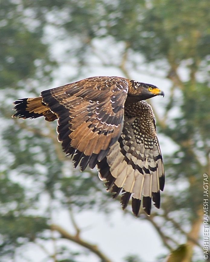 Dashing Flight of Crested serpent Eagle He looked at me in a way that at first i got scared as if He&#039;s gonna attack me.. I was standing on roadside shooting this magnificent bird.. A large truck was approaching and i knew that he&#039;s going to fly.. And i tried whatever i can do at that moment and got this.. <br />
Not the best but not so bad either.. <br />
 Crested Serpent Eagle,Geotagged,India,Spilornis cheela,Winter,asia,bandhavgarh,incredibleindia,india,madhya pradesh,national,park,spilornis cheela,umaria