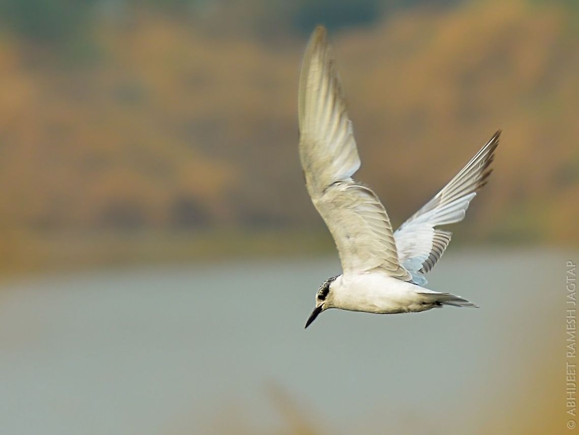 tern making random turns.. they were playing and hunting.. Gave it a try for flight shot.. <br />
Beautiful birds these are.. <br />
Widely distributed in europe, asia &amp; africa.. 70-300,Chlidonias hybrida,D5200,Gelochelidon nilotica,Geotagged,Gull-billed tern,India,Nikon,NikonD5200,Tamron,Whiskered tern,Winter,action,flight,macro,wild,wildlife