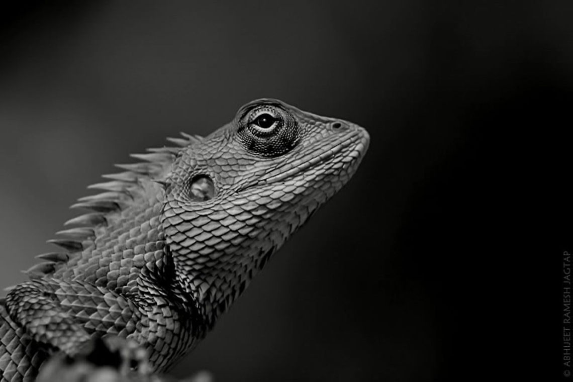 Portrait of Dino Never given a try for Monotonous images until my friend challenged me on facebook for black &amp; white image challenge..<br />
And am glad that when i converted this image in black &amp; white it was looking more beautiful(to me at least)<br />
id: Calotes versicolor 70-300,Calotes versicolor,D5200,Geotagged,India,Nikon,NikonD5200,Oriental Garden Lizard or Changeable Lizard,Spring,Tamron,macro