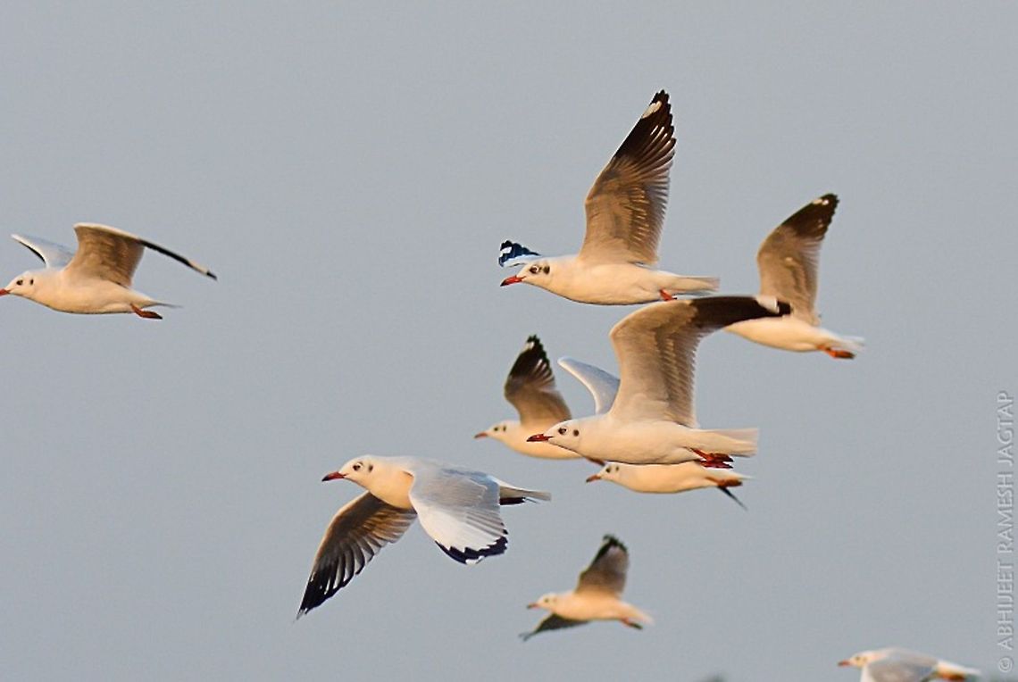 Brown-headed gulls On one remote beach of alibaug, maharashtra state, India..<br />
They were resting with Black headed gulls, terns, plovers etc etc..<br />
Its superb to watch all this avian diversity together..<br />
They were flying close and hence i was unable to shoot them by my 70-300..  70-300,Bird,Brown-headed gull,Chroicocephalus brunnicephalus,D5200,India,Nikon,NikonD5200,Tamron,abhitap,birding,birds,macro,wild,wildlife