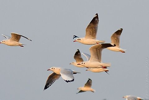 Brown-headed gulls On one remote beach of alibaug, maharashtra state, India..
They were resting with Black headed gulls, terns, plovers etc etc..
Its superb to watch all this avian diversity together..
They were flying close and hence i was unable to shoot them by my 70-300..  70-300,Bird,Brown-headed gull,Chroicocephalus brunnicephalus,D5200,India,Nikon,NikonD5200,Tamron,abhitap,birding,birds,macro,wild,wildlife