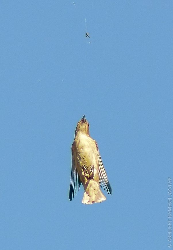 Tiny Predator, Tooo tiny Prey They were flying like bullets fired from Nowhere.. Attempted few shots.. And got this..  <br />
id: Thick-billed flowerpecker 70-300,Bird,D5200,Dicaeum agile,India,Maharashtra,Nikon,NikonD5200,Tamron,Tansa,Thane,Thick-billed flowerpecker,asia,avifauna,birding,birds,incredibleindia,shahapur,wildlife sanctuary