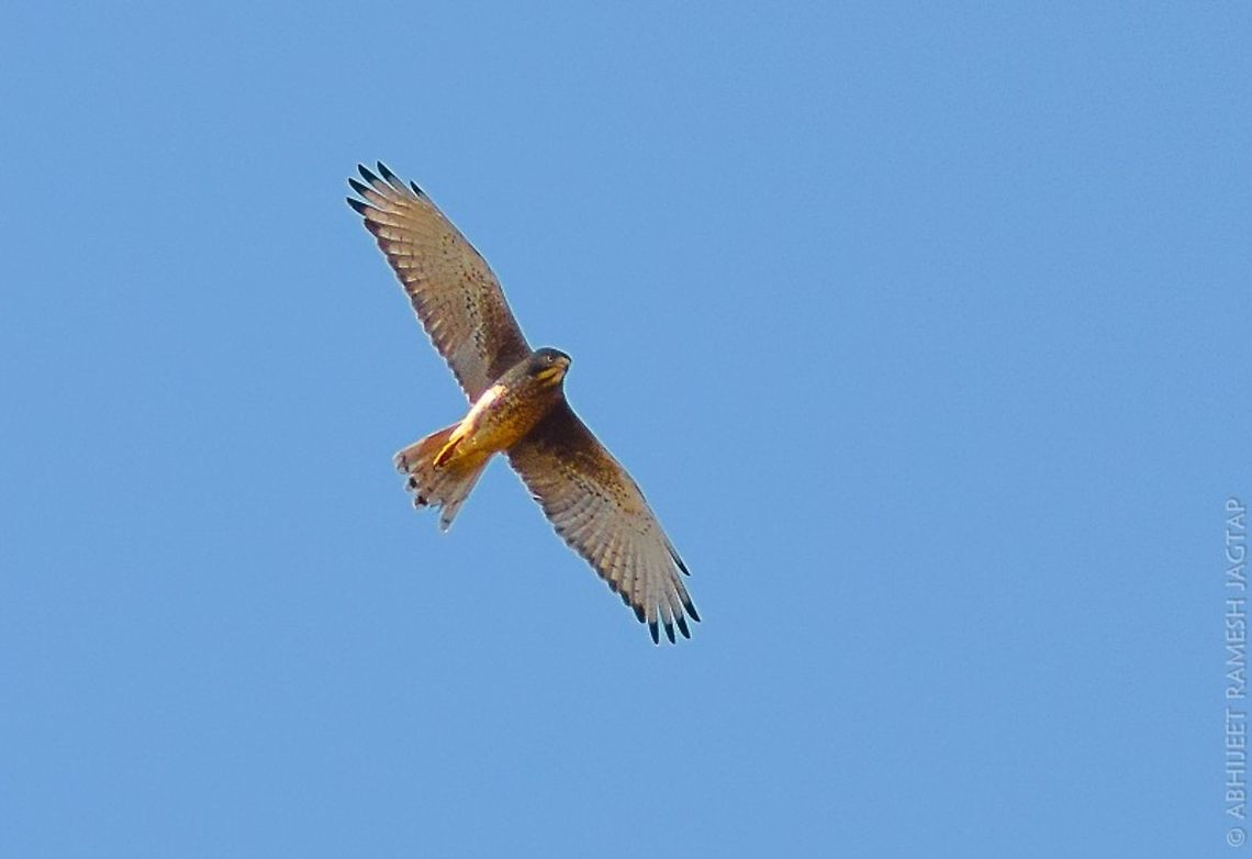White-Eyed Buzzard It was probably sitting on perch near us.. And then suddenly it took off and appeared in front of us.. Too far for my lens&#039; reach but good enough for a record.. <br />
One of The beautiful buzzards we have in our forests.. And my first sighting..<br />
id: White-eyed Buzzard 70-300,Butastur teesa,D5200,Tamron,White-eyed buzzard,asia,aves,avifauna,bird,birding,birds,incredibleindia,india,maharashtra,nikon,nikonD5200,sanctuary,shahapur,tansa,thane