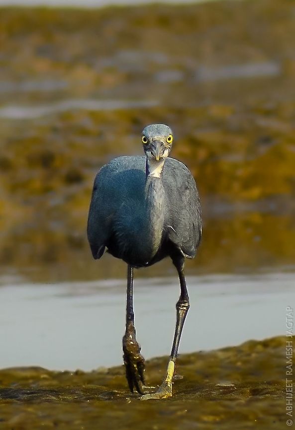The Stare.. Was sitting alone when from Nowhere this western reef egret showed itself in front of me.. Gave that stare and then went on opposite side.. <br />
Id: western reef egret -dark morph 70-300,D5200,Egretta gularis,India,Nikon,NikonD5200,Tamron,Western reef heron,aves,avifauna,bird,birding,birds,bombay,incredibleindia,india,maharashtra,mudflats,mumbai,sewree