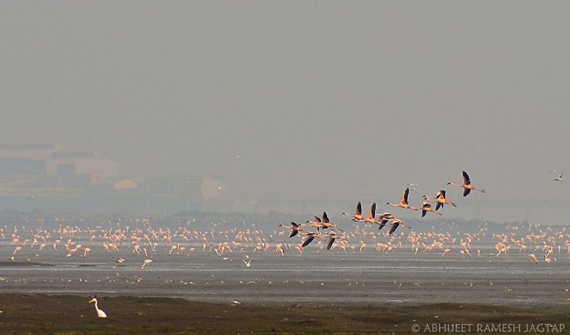 Flamingoscape.. id: Lesser flamingos<br />
their migration is very famous in this city of mumbai.. These sewri mudflats turn pink till april..<br />
Yet to arrive more.. Will visit it again post february as their arrived little late last year..<br />
 70-300,D5200,Lesser Flamingo,NIKOND5200,Nikon,Phoenicopterus minor,Tamron,abhitap,asia,avifauna,bird,birding,birds,bombay,india,maharashtra,mudflats,mumbai,pink,sewree