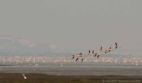 Flamingoscape.. id: Lesser flamingos
their migration is very famous in this city of mumbai.. These sewri mudflats turn pink till april..
Yet to arrive more.. Will visit it again post february as their arrived little late last year..
 70-300,D5200,Lesser Flamingo,NIKOND5200,Nikon,Phoenicopterus minor,Tamron,abhitap,asia,avifauna,bird,birding,birds,bombay,india,maharashtra,mudflats,mumbai,pink,sewree