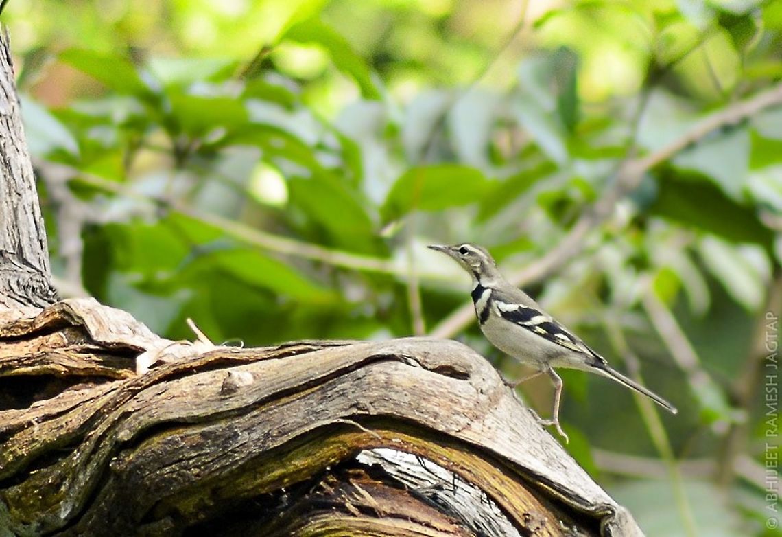 Forest wagtail Winter visitor in my area..<br />
Yeoor is Part of national park i visit for macrography and not for birds because this part was never ever showed me bird activity.. <br />
This winter beginned with my first sighting of this fellow..<br />
Giving me this record shot.. 70-300,D5200,Dendronanthus indicus,Forest wagtail,India,Indian,Nikon,NikonD5200,Tamron,Thane,Yeoor,abhitap,asia,aves,avifauna,bird,birding,birds,incredibleindia,maharashtra