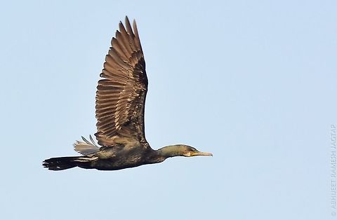 Shag.. Indian shag.. The name &lsquo;cormorant&rsquo; has been derived from the Latin words &lsquo;Corvus Marinus&rsquo;, which means &lsquo;marine crow&rsquo; or &lsquo;sea raven&rsquo;. Cormorants are also known as shags in some parts of the world. They have slender, hooked beaks; a patch of bare skin under the mouth; and a stiff tail. All the four toes on each foot of cormorants are webbed, which helps them in swimming and chasing fish underwater. 70-300,D5200,India,Indian Cormorant,Nikon,NikonD5200,Phalacrocorax fuscicollis,Tamron,abhitap.bhandup,asia,avifauna,bird,birds,incredibleindia,maharashtra,mangrove,mangroves,mumbai,wild,wildlife