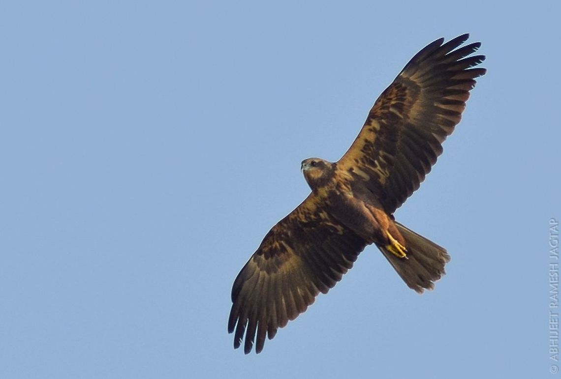 Western marsh harrier She was surveying area for prey and flew above me.. 70-300,Bird,Birds,Circus aeruginosus,D5200,India,Nikon,NikonD5200,Tamron,Western marsh harrier,asia,aves,avian,avifauna,bhandup,birding,incredibleindia,indian,maharashtra,mangrove