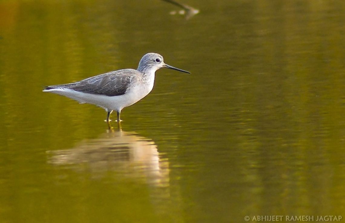 marsh sandpiper The marsh sandpiper is one of the<br />
species to which the Agreement on<br />
the Conservation of African-Eurasian Migratory Waterbirds (AEWA) applies. Bird,Marsh Sandpiper,Nikon,Tringa stagnatilis,asia,aves,avifauna,bhandup,birding,birds,incredibleindia,india,indian,life,maharashtra,mangrove,mangroves,marsh,mumbai,nature