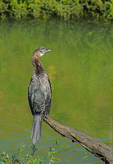 Pygmy cormorant also known as little cormorant, One of the best diver birds.. They are simply amazing.. This was resting after its hunt..  70-300,D5200,Little cormorant,Microcarbo niger,Nikon,NikonD5200,Tamron,asia,avifauna,bhandup,bird,birds,incredibleindia,india,life,maharashtra,mangrove,mangroves,marsh,mumbai