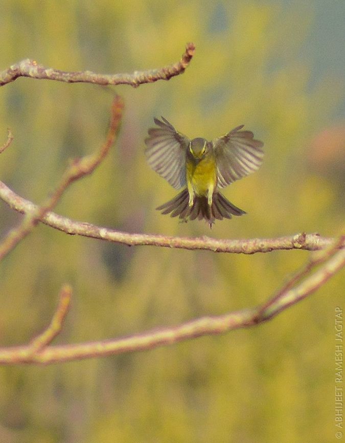 sulphur bellied warbler Not that good shot cause of distance..  <br />
Awesome beautiful birds.. Autofocus just fails to freeze any moments..<br />
Still managed this shot..<br />
<br />
Uploading this shot for species intro..  70-300,BIRDS,Bird,D5200,Nikon,NikonD5200,Phylloscopus griseolus,Sulphur-bellied warbler,Tamron,avifauna,birding,borivali,incredibleindia,india,maharashtra,mumbai,national park,sgnp