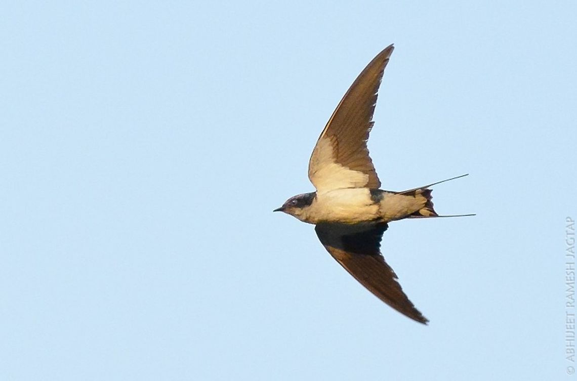 finally!!!! i know limitations of my lens.. Tamron 70-300 di Ld <br />
but still wanted to freeze these acrobats in flight.. And am somewhat close to decent flight shot.. Will be putting more efforts in my next attempt..<br />
Happily sharing this &#039;wire-tailed swallow&#039; with jungledragon community.. :) 70-300,BIRDS,Bird,D5200,Hirundo smithii,Nikon,Tamron,Wire-tailed Swallow,abhitap.flight,action,aves,avifauna,bhandup,birding,incredibleindia,india,maharashtra,mangrove,mangroves,mumbai