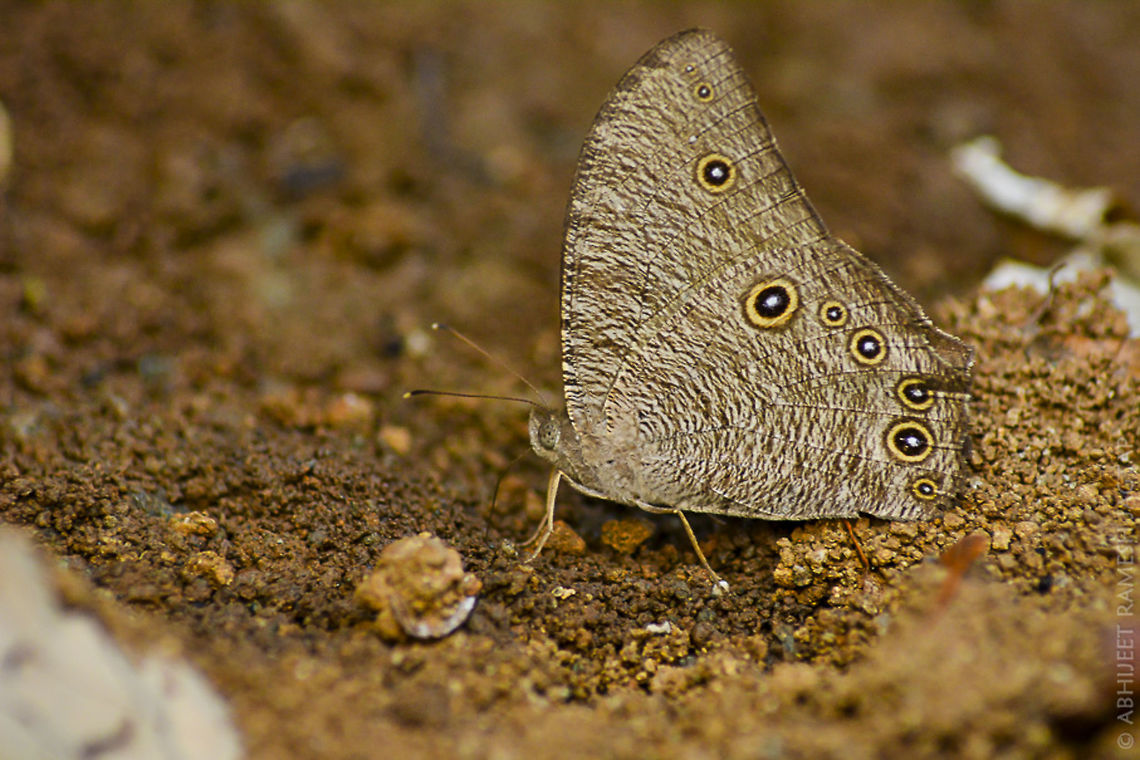 mud puddling Lepidoptera (butterflies and moths) are diverse in their strategies to gather liquid nutrients. Typically, mud-puddling behavior takes place on wet soil. But even sweat on human skin may be attractive to butterflies such as species of Halpe. More unusual sources include blood and tears.<br />
This one is common evening brown butterfly..<br />
Fact: fact is this species never opens its wings till its death when in sitting position..<br />
There are exceptions where experts says may be the one with opened wings are newly hatched.. 70-300,D5200,Melanitis leda,Nikon,NikonD5200,Tamron,abhitap,asia,incredibleindia,india,lepidoptera,maharashtra,mumbra,thane