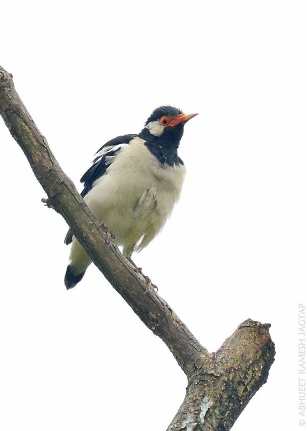 Asian pied starling also know as pied myna..<br />
One of the beautiful mynas i&#039;ve seen..<br />
Happily sharing high key image of this bird..<br />
And a species intro :) 70-300,D5200,Geotagged,Gracupica contra,India,Maharashtra,Mangrove,Mumbai,Nikon,NikonD5200,Pied myna,Summer,Tamron,abhitap,asia,bhandup,incredibleindia,india,indian,mangroves