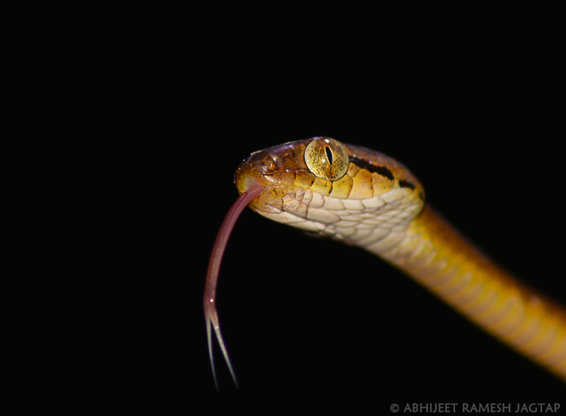 Beddome's Cat my first cat snake.. Spent quality time with this beauty.. <br />
Am in love with this place..<br />
Matheran is Home to many endemic flora and fauna..<br />
And a world heritage site..<br />
<br />
Happily sharing this species intro :) Boiga beddomei,Serpents,asia,incredibleindia,india,indian,life,maharashtra,matheran,raigad,reptile,sahyadri,sahyadris,serpent,unesco,western ghats,wild,wildlife,worldheritagesite