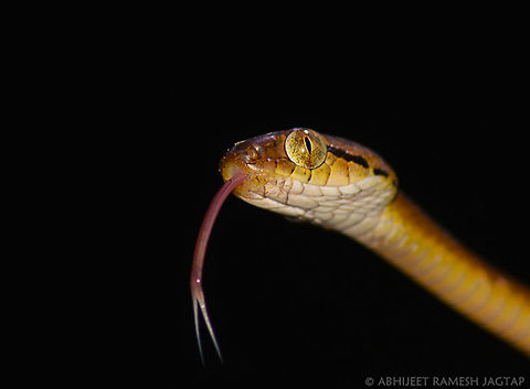Beddome's Cat my first cat snake.. Spent quality time with this beauty.. 
Am in love with this place..
Matheran is Home to many endemic flora and fauna..
And a world heritage site..

Happily sharing this species intro :) Boiga beddomei,Serpents,asia,incredibleindia,india,indian,life,maharashtra,matheran,raigad,reptile,sahyadri,sahyadris,serpent,unesco,western ghats,wild,wildlife,worldheritagesite