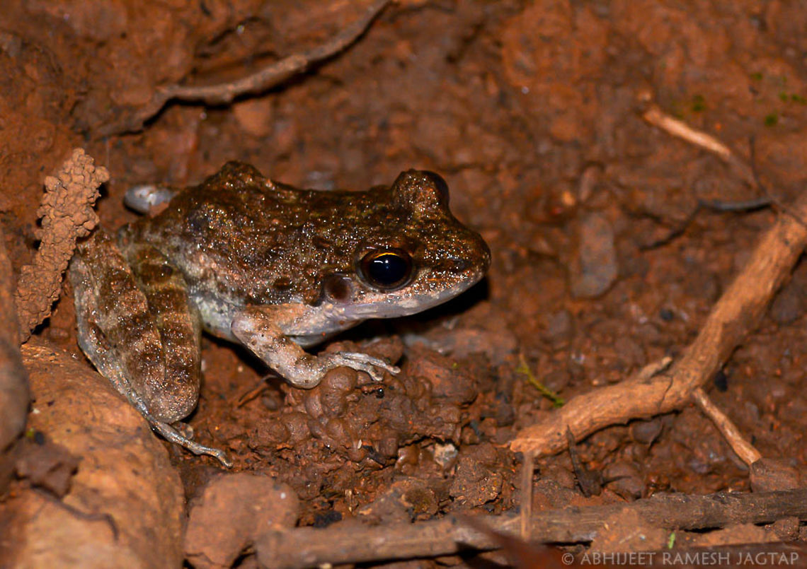 listed as vulnerable by IUCN.. Matheran is closest hill station near our city &#039;Mumbai&#039; and hence its full of weekend tourist.. Which is causing threat to population of this species..<br />
They are Good indicators of health of our forests..<br />
 70-300,D5200,Indirana leithii,Leiths leaping frog,Nikon,NikonD5200,Tamron,amphibian,asia,incredibleindia,india,indian,life,maharashtra,matheran,raigad,sahyadri,sahyadris,western ghats,wild
