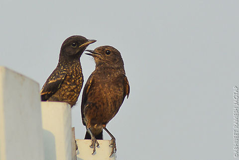 Chirps.. To the left immature male and to the right female..
 70-300,D5200,Nikon,NikonD5200,Pied Bush Chat,Saxicola caprata,Tamron,asia,avifauna,bird,birds,chikhali,incredibleindia,india,indian,jadhavwadi,life,maharashtra,pimpri-chinchwad,pune