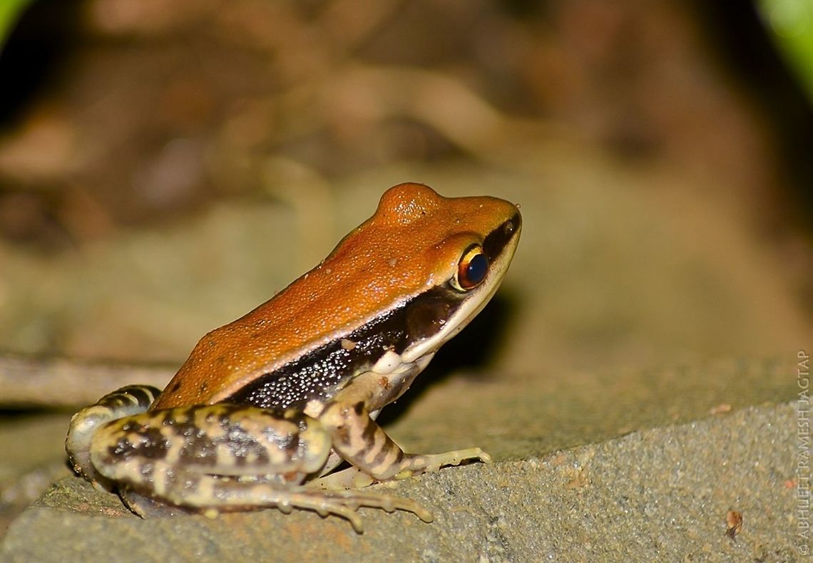 Fungoid... This was my first night trail in city forest of Sgnp, Mumbai, Maharashtra, India<br />
<br />
When we came out of our rooms(rooms were very close to park gates).. We immediately started spotting these beautiful frogs.. <br />
<br />
Forest floor comes alive at night.. 70-300,D5200,Fungoid frog,Hylarana malabarica,Mumbai,Nikon,NikonD5200,Sgnp,Tamron,amphibian,borivali,incredibleindia,india,life,maharashtra,wild,wildlife