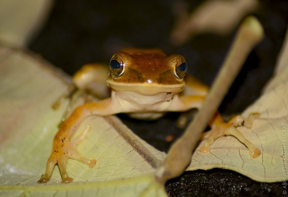 Common indian tree frog This is also shot at sgnp in night.. This is my first tree-frog photo..<br />
Waiting for monsoon.. 70-300,Common Indian tree frog,D5200,Geotagged,India,Mumbai,Nikon,NikonD5200,Polypedates maculatus,Summer,Tamron,amphibian,borivali,incredibleindia,india,life,maharashtra,sgnp,wild,wildlife