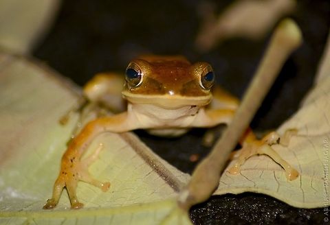 Common indian tree frog This is also shot at sgnp in night.. This is my first tree-frog photo..
Waiting for monsoon.. 70-300,Common Indian tree frog,D5200,Geotagged,India,Mumbai,Nikon,NikonD5200,Polypedates maculatus,Summer,Tamron,amphibian,borivali,incredibleindia,india,life,maharashtra,sgnp,wild,wildlife