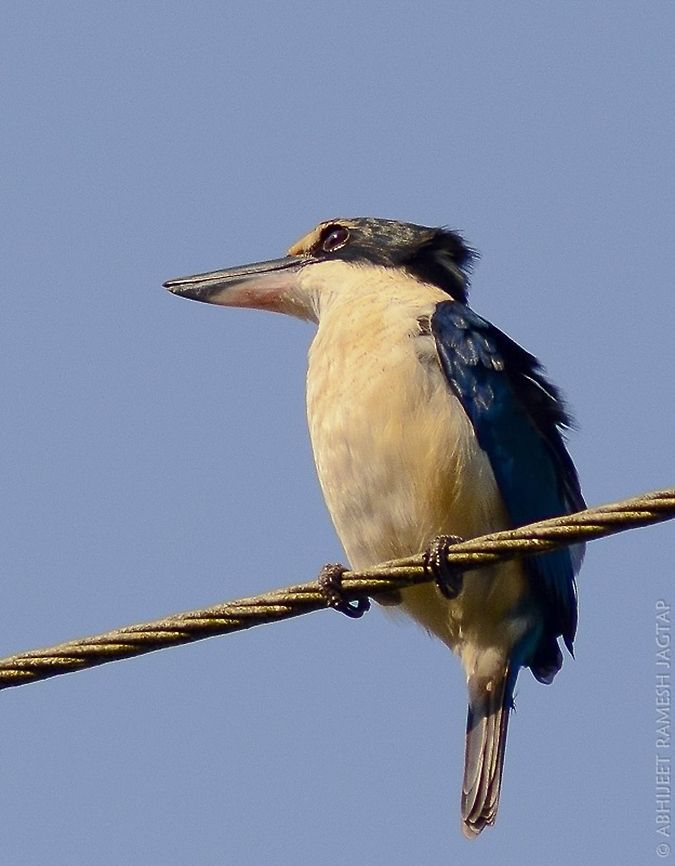 Collared King.. Shot this at Port blair, Union territory of Andaman &amp; Nicobar..<br />
This wasn't shy king like other kings i encountered.. <br />
But was at quite height resulting this angle..  D5200,Geotagged,India,Nikon,NikonD5200,Todiramphus chloris,Winter,andaman,andamans,avifauna,bird,birds,collared kingfisher,imdia,incredibleindia,kingfisher,life,tamron,wild,wildlife