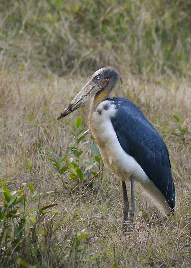 Vulnerable lesser adjutant stork Lesser adjutant Stork(Leptoptilos javanicus),<br />
<br />
Bird family: CICONIIFORMES<br />
<br />
at Tala range, Bandhavgarh national park and tiger reserve, M.P. India<br />
<br />
Justification: <br />
This stork is listed as Vulnerable<br />
because its population is suspected to be rapidly declining as a result of a variety of threats including hunting pressure, loss of nesting trees, conversion and degradation of wetlands and agricultural changes and intensification. Conservation<br />
action is benefiting one key<br />
population in Cambodia, but rapid<br />
declines are likely to be ongoing<br />
elsewhere across the range.<br />
<br />
Possibly extinct: China<br />
<br />
Regionally extinct: Singapore <br />
<br />
Vagrant: Bhutan Range<br />
<br />
source:#iucn<br />
<a href="http://www.iucnredlist.org/details/22697713/0" rel="nofollow">http://www.iucnredlist.org/details/22697713/0</a> 70-300,Bird,D5200,India,Leptoptilos javanicus,Lesser Adjutant,Nikon,NikonD5200,Tamron,abhitap,bandhavgarh,birding,birds,incredibleindia,india,life,madhya pradesh,safari,tala,umaria
