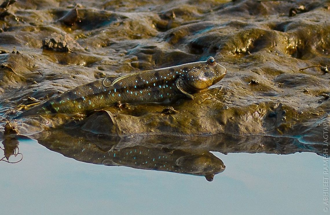 Blue spotted mudskipper They raise their fins for display in territorial fights.. And its amazing scene to watch two mudskippers fighting..<br />
They are shy of course..<br />
Fight scene was going too far so tried shooting one close to me..<br />
They have busy schedule.. Dig their territory in every low tides.. And protect it.. 70-300,Blue-spotted mudskipper,Boleophthalmus boddarti,D5200,India,Mumbai,Nikon,NikonD5200,Tamron,abhitap,asia,bombay,incredibleindia,life,maharashtra,mudflats,sewree,sewri,wild,wildlife