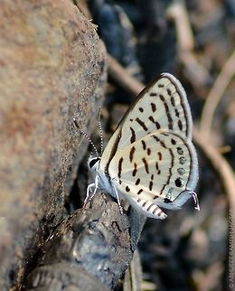 Striped pierrot Very very tiny butterfly.. And at the same time very beautiful too..  Geotagged,India,Spring,Striped Pierrot,Tarucus nara