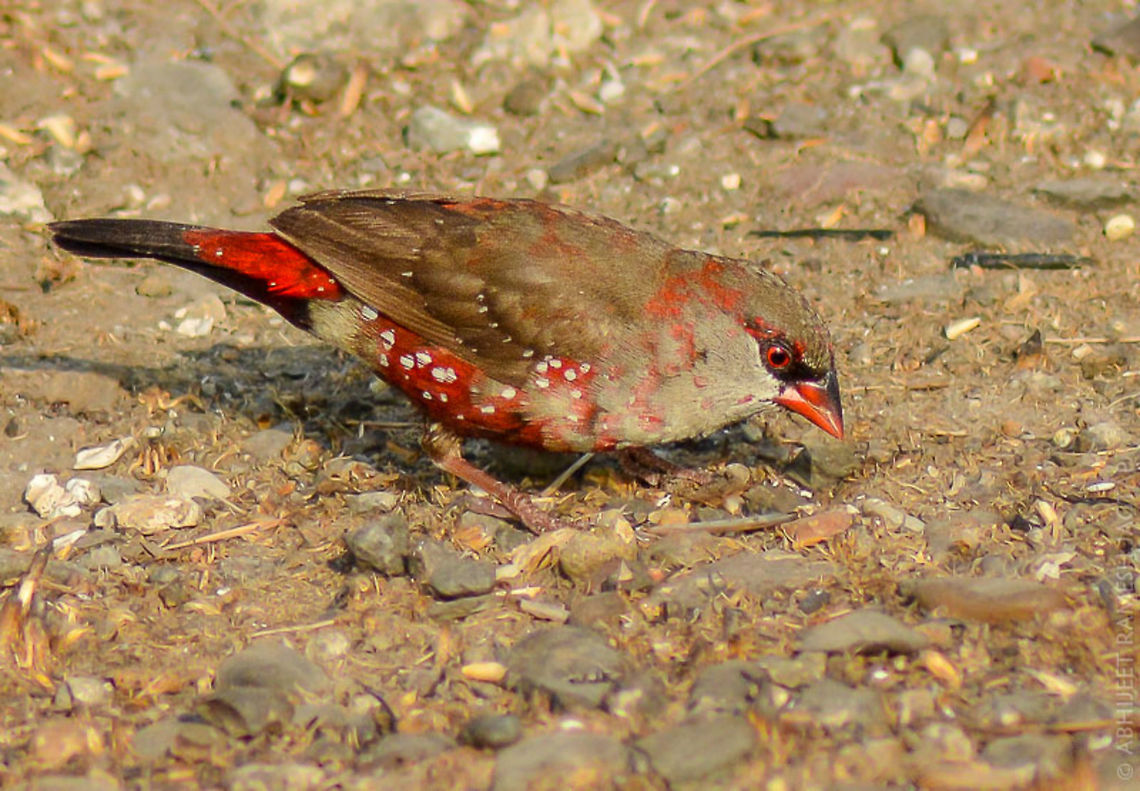Male of Red avadavat They can be spotted in flocks of 20+..<br />
you have to be very careful approaching these birds as you might scare them.. Amandava amandava,Bhandup,Geotagged,India,Red Avadavat,Winter,abhitap,avifauna,bird,birds,mangrove,wildlife
