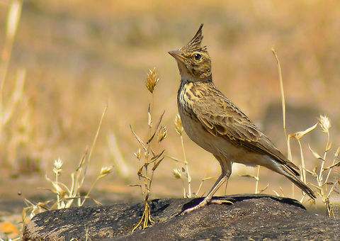 Malabar Crested Lark few hours before this shot in the night with moon light we were roaming searching reptiles with our torch lights..
Suddenly saw this lark on the ground resting & i immediately asked my friends to turn off their torches & we left the bird alone..
Next late morning we were searching 'giant squirrels' there and while returning this fella gave me some nice poses..
to get clean background i had to lie down on the ground & while doing so my movements made it run lil away from me.. But still managed something which is better than nothing..
Shot at 250mm & this is approx 50% crop. so you can guess the distance :-) 70-300,D5200,Galerida malabarica,India,Malabar lark,NikonD5200,Plateau,Tamron,abhitap,bird,birding,birds,incredibleindia,india,junnar,life,maharashtra,naneghat,nikon,pune