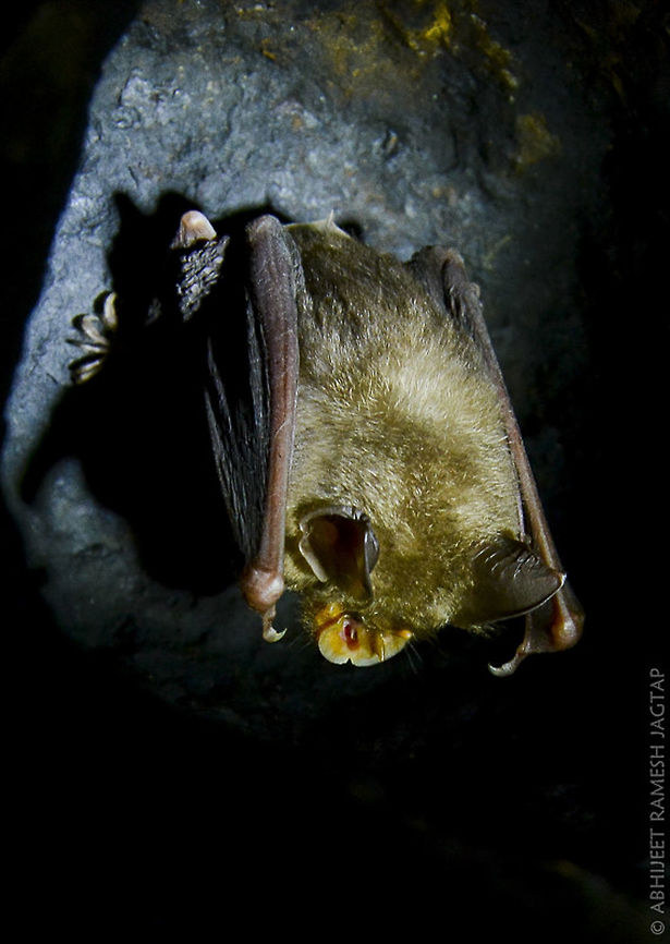 Horseshoe Bat I was accustomed seeing common &#039;fruit bats&#039; a.k.a. &#039;Flying fox&#039; of the city.. And ALWAYS wanted to see these small &amp; truly scary( to girls &amp; some guys :-p ) Bats.<br />
But on my trek to &#039;Harishchandragad&#039; i was lucky enough to see &amp; photograph this beautiful &#039;Blythe&#039;s&#039; horseshoe bat&#039;.<br />
All thanks to my Friend &#039;Pravin&#039; who spotted this.<br />
Am very sorry that i couldn&#039;t click its face because it was resting in very tiny crevices. <br />
My friend assisted me with the torch &amp; help me record this on my cam.<br />
<br />
This category is still untouched &amp; still not much study about their diversity.. 18-105,Abhitap,Blyths horseshoe bat,D5200,Geotagged,India,Maharashtra,Nikkor,Nikon,NikonD5200,Rhinolophus lepidus,Winter,cave,caves,incredibleindia,life,pune,wild,wildlife