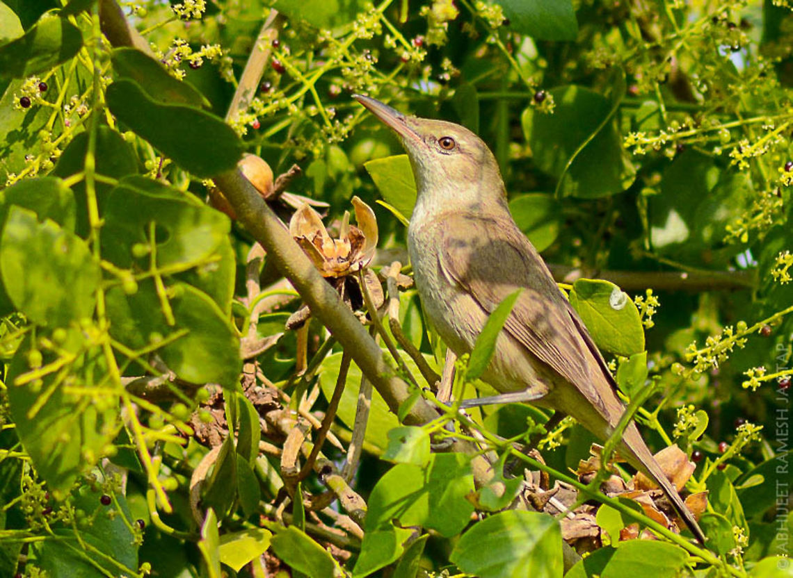 Clamorous reed warbler This one is very hard to get in open.. <br />
I was waiting for White-eared bulbul &amp; got this bird out &amp; my patience paid off..<br />
This makes a weird sound like &#039;chook!! chook!! Chook!!! repeatedly..<br />
The difference between Blyth&#039;s reed warbler &amp; this bird is just size.. Blyth&#039;s reed is much smaller than this.. 70-300,Acrocephalus stentoreus,Bhandup,Clamorous reed warbler,D5200,Geotagged,India,Maharashtra,Mumbai,Nikon,NikonD5200,Tamron,Winter,incredibleindia,mangrove,mangroves