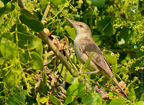 Clamorous reed warbler This one is very hard to get in open.. 
I was waiting for White-eared bulbul & got this bird out & my patience paid off..
This makes a weird sound like 'chook!! chook!! Chook!!! repeatedly..
The difference between Blyth's reed warbler & this bird is just size.. Blyth's reed is much smaller than this.. 70-300,Acrocephalus stentoreus,Bhandup,Clamorous reed warbler,D5200,Geotagged,India,Maharashtra,Mumbai,Nikon,NikonD5200,Tamron,Winter,incredibleindia,mangrove,mangroves