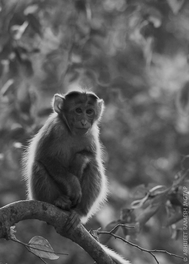 Rim light attempt on Bonnet macaque There were birds but too far from my reach, and it<br />
was just few minutes from sunrise, so i was<br />
getting light from back of this subject &amp; he<br />
was looking very beautiful, just tried to recreate what i saw. Bonnet macaque,D5200,Geotagged,India,Macaca radiata,Maharashtra,Mumbai,NikonD5200,Winter,incredibleindia,nikon,sgnp,tamron