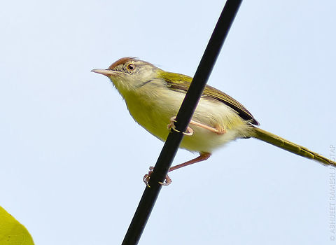 Tailor Bird Very common but very hard to photograph..
It visits my place daily but to photograph this i had to travel 200K.m. + to my cousin's place in Pune..
They are very very active and am glad that i got this nice pose.
Thanks to Bird of course. 70-300,Bird,Birds,Chinchwad,Common Tailorbird,D5200,India,Nikon,NikonD5200,Orthotomus sutorius,Pune,Tamron,abhitap,avifauna,incredibleindia,maharashtra,nature,pimpri-chinchwad,wild,wildlife