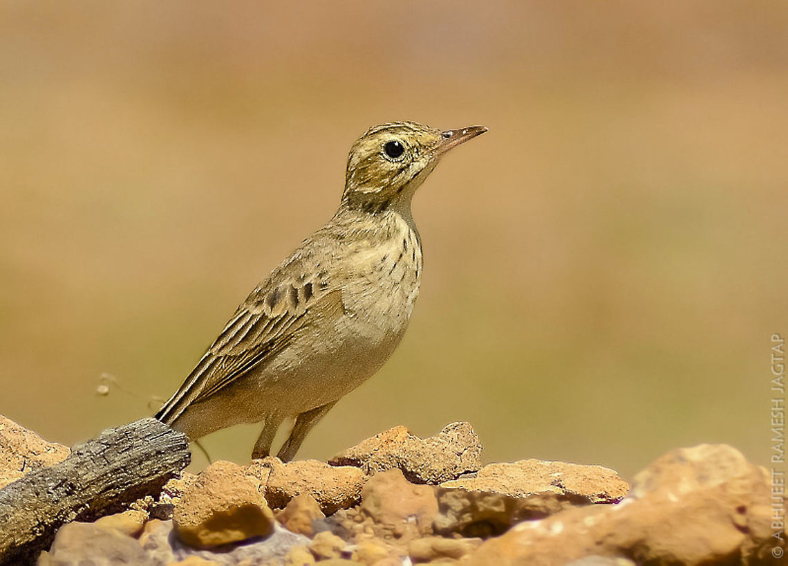 Paddyfield Pipit   One of the very common pipits in India.<br />
They are grassland birds and very similar in appearance with Richard&#039;s pipit.<br />
Plateau bird this is.. 70-300,Anthus rufulus,Aves,Avifauna,Biodiversity,Bird,Birding,Birds,D5200,Incredibleindia,India,Jeevdhan,Jivdhan,Junnar,Maharashtra,Naneghat,Nikon,NikonD5200,Paddyfield pipit,Pune