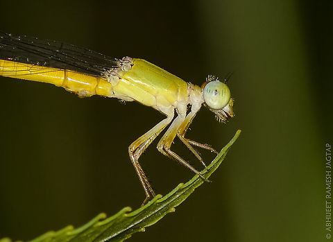 Coromandel marsh Dart Odonata means "tooth-jawed" which most people think is dangerous but truly not.
The eyes' position on the dragonfly gives the insect a 360 degree field of vision.
Dragonfly eyes contain up to 30,000 individual lenses. Human eyes only have one. (Source: http://dragonfliesanddamselflies.wikispaces.com/Interesting+facts+on+dragonflies+and+damselflies) 70-300,Ceriagrion coromandelianum,Chinchwad,D5200,Dart,Geotagged,India,JungleDragon,Maharashtra,Nikon,NikonD5200,Odonata,Odonates,Spring,Tamron,Yellow waxtail,abhitap,incredibleindia,pimpri-chinchwad,pune