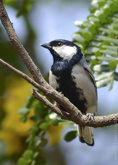 Great tit Very hard for my short range lens.. 
These are one of the Beautiful tits we have here in India.
This is what i could manage with my gear.. 
Hope you like it..  Chinchwad,Cinereous Tit,D5200,Great,Great Tit,India,Nikon,NikonD5200,Parus cinereus,Parus major,Tamron,bird,birding,birds,incredibleindia,india,jungle,life,maharashtra,nature