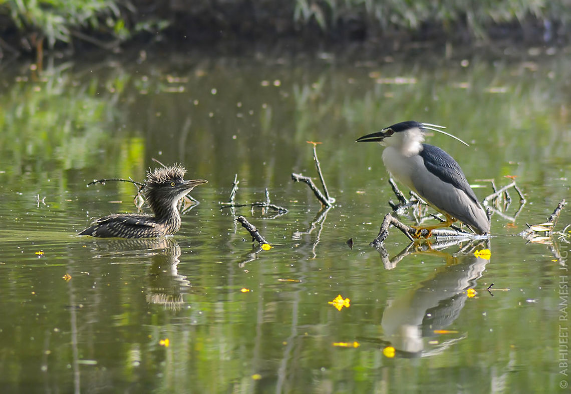 Juvenile with Adult (Black crowned Night Heron) This juvenile bird was very active and playful. These are awesome to watch keeping distance to make sure we don&#039;t disturb them.  70-300,70-300mm,Bird,Black-crowned night heron,Chinchwad,D5200,India,Nikon,NikonD5200,Nycticorax nycticorax,abhitap,asia,birding,birds,india,life,maharashtra,nature,pimpri,pimpri-chinchwad