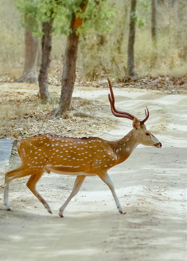 Cheetal!! id: Spotted deer<br />
This stag was seen grazing on patch along the safari track and i knew because of our safari gypsy he'll cross the road for sure.. I asked driver to stop so that the animal can cross and yes he did.. and this is the moment..<br />
<br />
Spotted deer is main prey for most carnivores of India.<br />
And by grazing on grass they also prevent forest fires to go beyond control as grazing will keep grass short.. 70-300mm,Axis axis,Axis deer,Cheetal,D5200,India,Magadhi,Mammal,Nikon,NikonD5200,Tamron,Wild,abhitap,bandhavgarh,chital,gate,herbivore,incredible india,incredibleindia