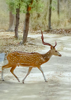 Cheetal!! id: Spotted deer
This stag was seen grazing on patch along the safari track and i knew because of our safari gypsy he'll cross the road for sure.. I asked driver to stop so that the animal can cross and yes he did.. and this is the moment..

Spotted deer is main prey for most carnivores of India.
And by grazing on grass they also prevent forest fires to go beyond control as grazing will keep grass short..  70-300mm,Axis axis,Axis deer,Cheetal,D5200,India,Magadhi,Mammal,Nikon,NikonD5200,Tamron,Wild,abhitap,bandhavgarh,chital,gate,herbivore,incredible india,incredibleindia