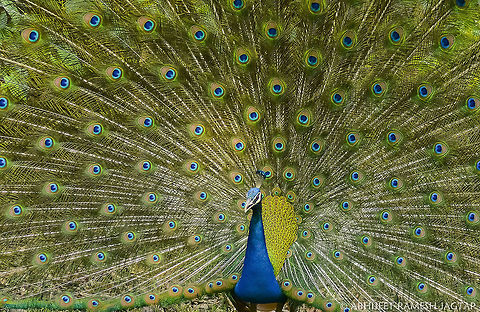 Mating Dance & Display of Breeding plumage!! id: Indian peafowl male
This male was performing dance as ritual to attract females around by raising his beautiful tail..
Its a huge burden they carry and most of the time because of this burden they cannot escape danger..
Yes they can fly with this but not for a long distance.. 
And they look Fabulous when in Flight.. AviFauna,Bird,Birding,Geotagged,India,Indian peafowl,Life,National Park,Pavo cristatus,Tala gate,Tiger reserve,Umaria,Wild,abhitap,bandhavgarh,incredible india,incredibleindia,madhya pradesh,wildlife,zone