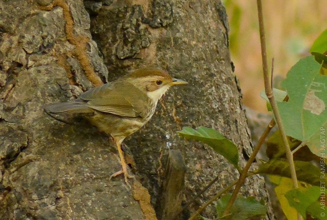 Puff throated babbler Very hard to get this bird in open, i must say i was very lucky to get this record shot.. <br />
 70-300mm,Birds,India,Maharashtra,Mumbai,Nikon,NikonD5200,Pellorneum ruficeps,Puff-throated Babbler,Tamron macro 70-300,abhitap,bird,birding,borivali,incredible india,incredibleindia,life,national park,sgnp,wild
