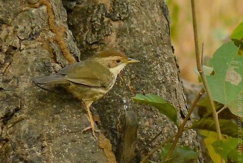 Puff throated babbler Very hard to get this bird in open, i must say i was very lucky to get this record shot.. 
 70-300mm,Birds,India,Maharashtra,Mumbai,Nikon,NikonD5200,Pellorneum ruficeps,Puff-throated Babbler,Tamron macro 70-300,abhitap,bird,birding,borivali,incredible india,incredibleindia,life,national park,sgnp,wild