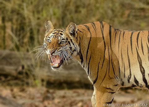 Don't mess with me.. One must see tiger in Wild instead of going to zoos and watching captive ones..

Its knowing real jungles to sight a Tiger.. 
Knowing alarm calls of Deers, Langurs etc animals which will help you spotting tiger..
You have to be there very early like before dawn or around dusk as these are the timing best for tiger sightings because its there time for hunting and to drink water from water bodies nearby.

This particular Tigress was roaming and the alarm calls of deers made us aware of her presence. We drove towards alarm calls and we saw her coming towards us.. She is young and very Beautiful.. 
She came towards our safari gypsy, looked at us, went ahead to cross safari track and while crossing she growled at our safari vehicle, and this was the moment.
She is named 'Dotty Krishna' 
Every tiger has different stripe pattern like finger prints and hence their photographic record helps us identify individual tigers from each other.

All are welcome to India and Indian Jungles.

Thanks for reading. 70-300,70-300mm,Bengal tiger,D5200,Geotagged,India,Magadhi,National park,Nikon,NikonD5200,Panthera tigris tigris,Spring,Tamron,Tiger,abhitap,baagh,bagh,bandhavgarh,bigcat,cat