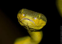 Pits!!! id: Bamboo pit viper<br />
<br />
Pits help them track their prey and for them pits are their eyes.. These pits are heat sensitive and help snake seeing a thermal image/view. (Two holes just before eyes showing whitish color are Pits)<br />
<br />
A very Beautiful Snake belonging to Viper family.<br />
Let them be alone if you come across any, they will avoid you.. Until and unless you mess with them.. <br />
Truely mistaken as Dangerous!!!!!! Trust me..<br />
<br />
This was one of the best and unforgettable moments of my Jungle experiences. 70-300,70-300mm,Bamboo viper,Craspedocephalus gramineus,D5200,Geotagged,IncredibleIndia,India,Maharashtra,Matheran,Nikon,NikonD5200,Raigad,Reptile,Snake,Summer,Tamron,Trimeresurus gramineus,Viper,abhitap